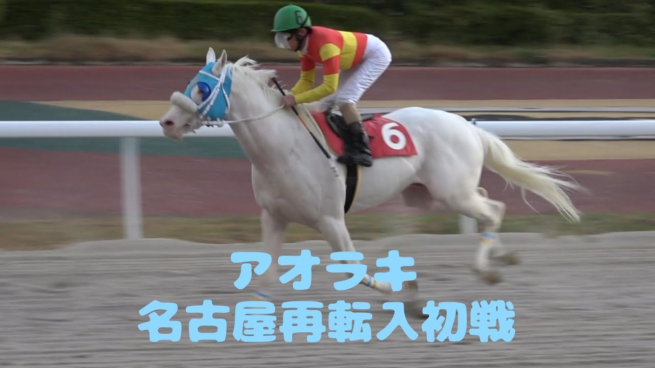 【競馬】アオラキ・REALHORSE オブジェ〈リクエスト品〉 追悼】「TCC 広報大使」アオラキにつきまして - CAMPFIRE (キャンプ