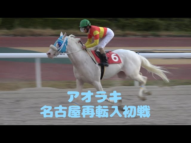 【競馬】アオラキ・REALHORSE オブジェ〈リクエスト品〉 重大発表】 白毛の現役競走馬 アオラキが「TCC 広報大使」に就任！引退