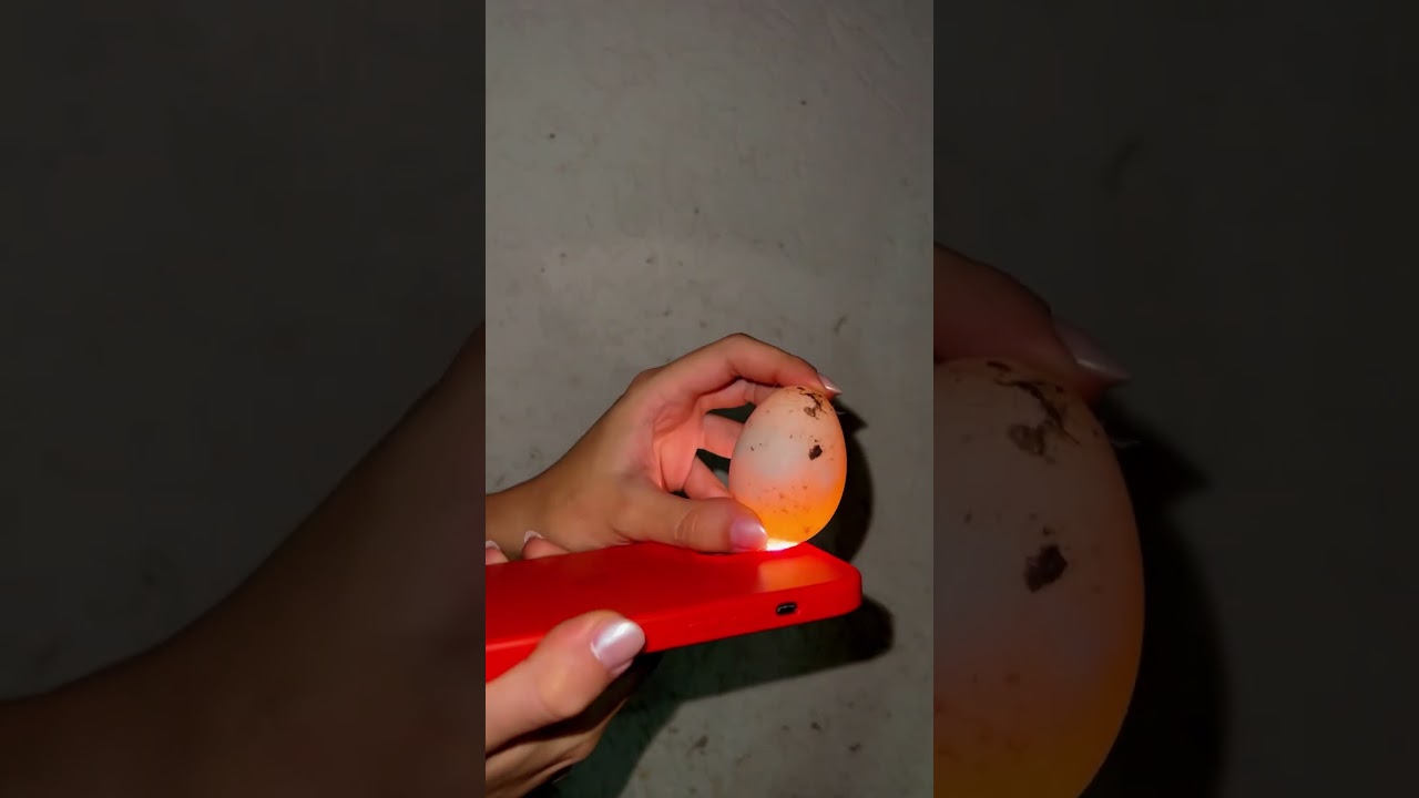 NASCERAM OS PATINHOS DA MINHA PATA MARGARIDA