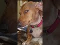 #viral #youtubeshorts #shortvideo #reels #trending #explore #new #facts ##comedy #explore #ytshorts