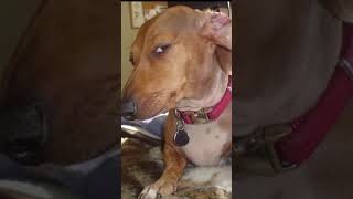 #viral #youtubeshorts #shortvideo #reels #trending #explore #new #facts ##comedy #explore #ytshorts