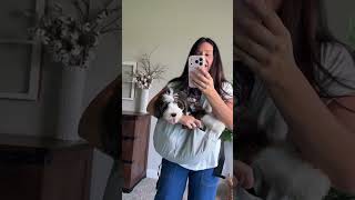 Review of Dog Sling Carriers for Small Dogs, Hands Free Front Pet Carrier with Bottom Support, Adjus