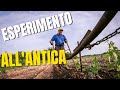 ARATURA INTERFILARE VIGNETO | Esperimento all'antica | Come zappare la vigna Pt.1 | Azienda Agricola