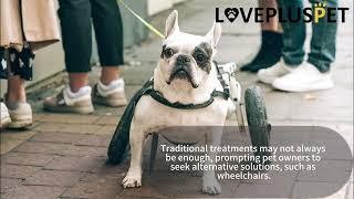 Do Wheelchairs for Dogs Work?