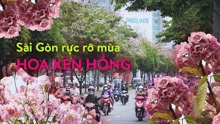 Bí mật về KÈN HỒNG - Loài hoa đốn tim người Sài Gòn giữa tháng Tư