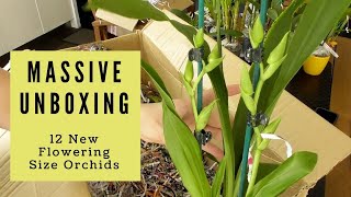 Unboxing TWO BIG BOXES of New Orchids // Spikes + Blooms // Another Windemere Haul 