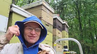 Beekeeper Takes On Yellow Jackets by Thornapple Woodlands 200 views 9 months ago 7 minutes, 48 seconds