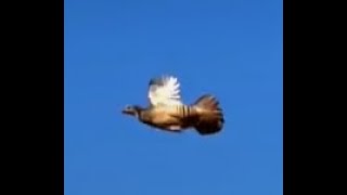 KEKLİK AVI NET VURUŞLAR 2022-2023 SEZONU - KEKLİK AVI VİDEOLARI - KEKLİK AVLARI - partridge hunting