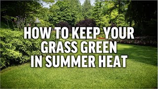 How to Keep Your Grass Green in Summer Heat with Ironite Mineral Supplement 1-0-1