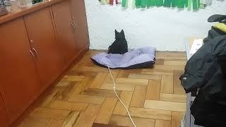 AMIGOS CANINOS. EJERCICIO DE CONTROL DE UN CACHORRO SOSH TERRIER EN CASA screenshot 5