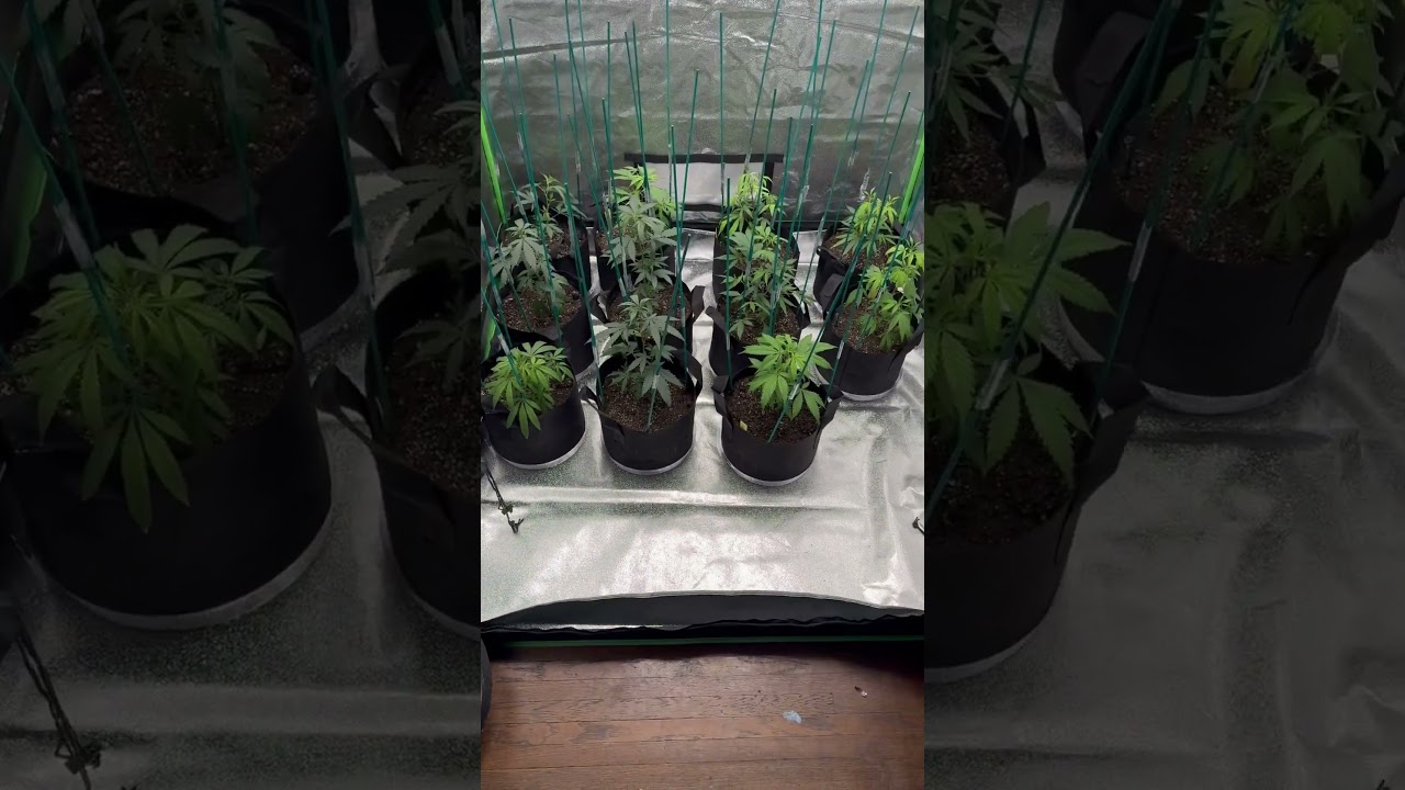 Million Dollar ￼ dream grow, 4x4￼ grow tent, 2 gallon pots ￼ first day of vegging