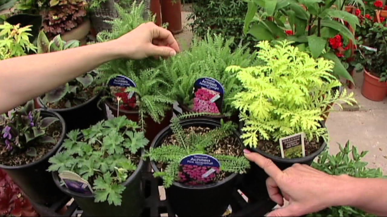 New Perennials And Shrubs For 2008 At Tlc Garden Center Youtube