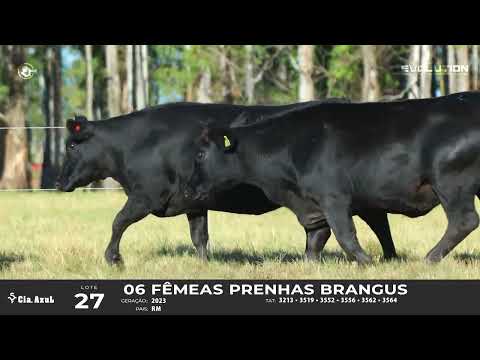 LOTE 27   TAT 3213, 3519, 3552, 3556, 3562, 3564 F Brangus