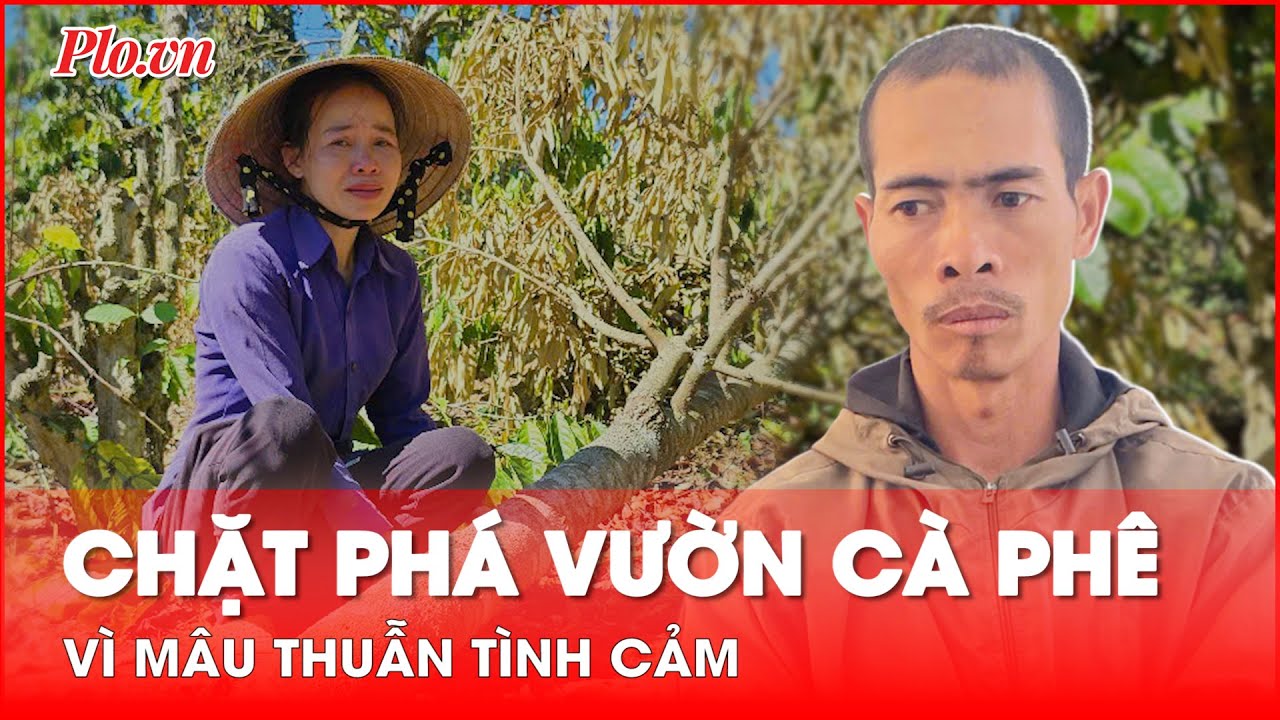 Mâu thuẫn tình cảm, anh rể phá nát vườn cà phê của em vợ - PLO - YouTube