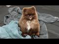 Grooming TWO Tiny Pomeranian Puppies For The FIRST Time So Fluffy It Hurts