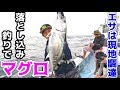 泳がせ釣りの進化形、落とし込み釣りで大爆釣！！！