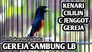 MASTERAN MURAI BATU FULL ISIAN TEMBAKAN CILILIN KENARI LOVEBIRD GEREJA C JENGGOT