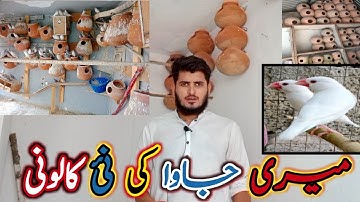 My New Java Birds Setup | How To Start White Java Bird business | Java Colony At Home | Zebra Finch.