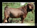 أنواع الماعز في العالم بالصور ..types of goats