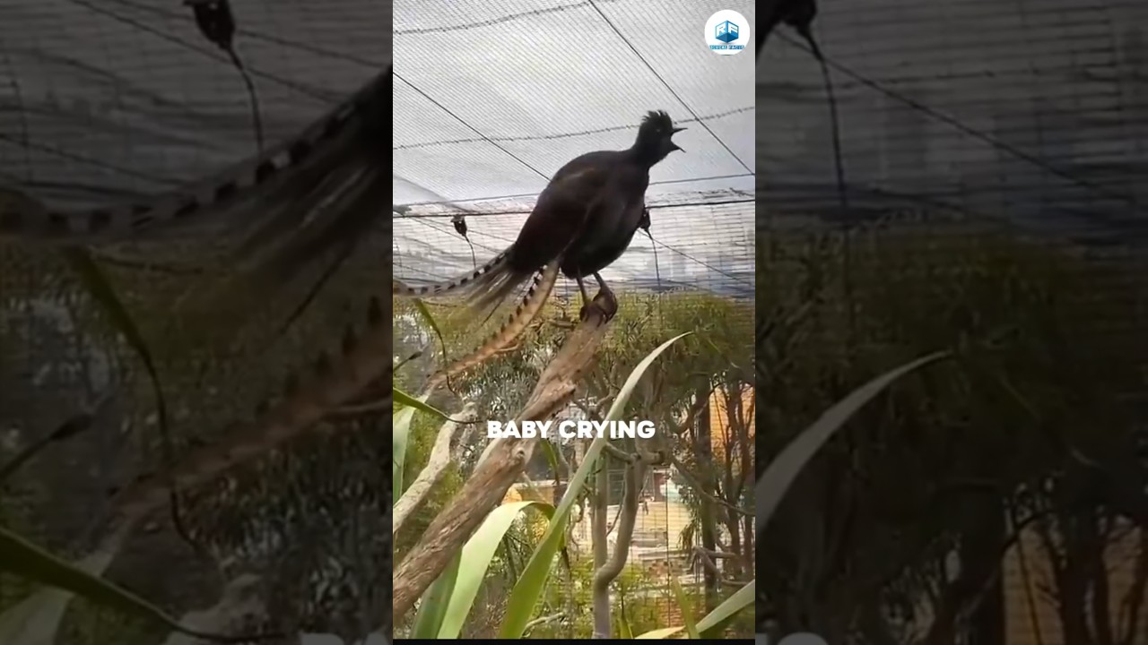 Lyerbird Mimicry Expert | 