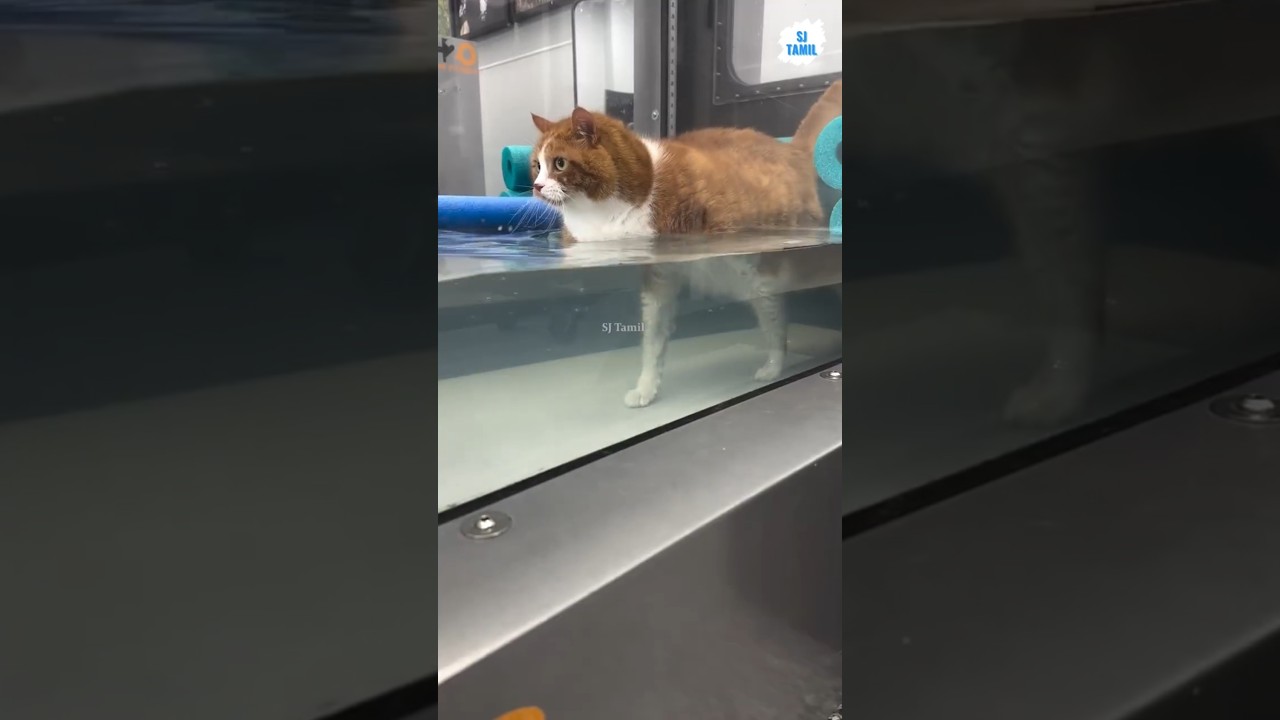 Cat water treadmill | SJ Tamil  