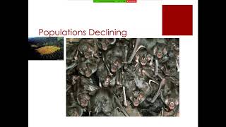 Bat ecology & management