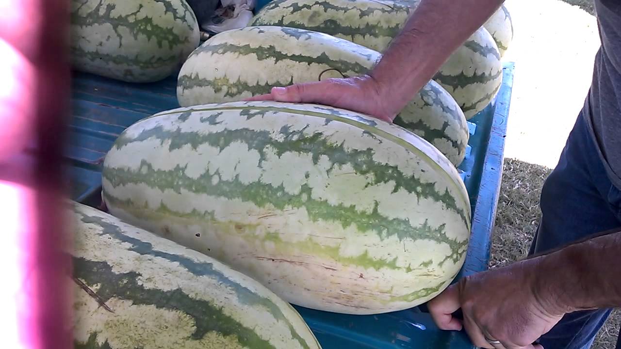 Watermelons from Sugartown !! YouTube