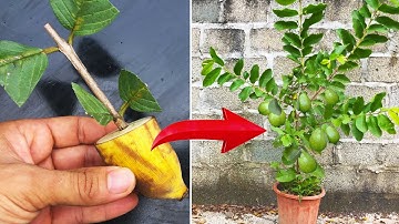 Using bananas to propagate guava trees quickly take root, 100% success