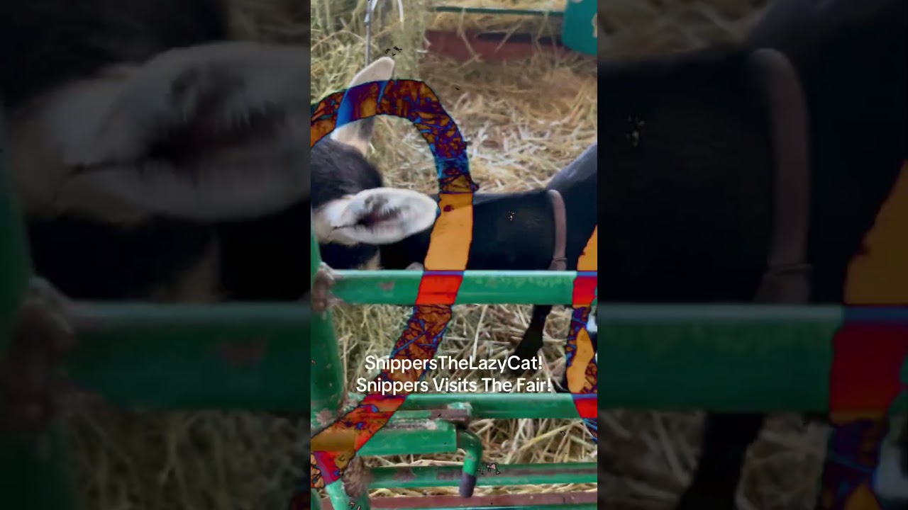 SnippersTheLazyCat! Snippers visits the Goat at the Fair! 