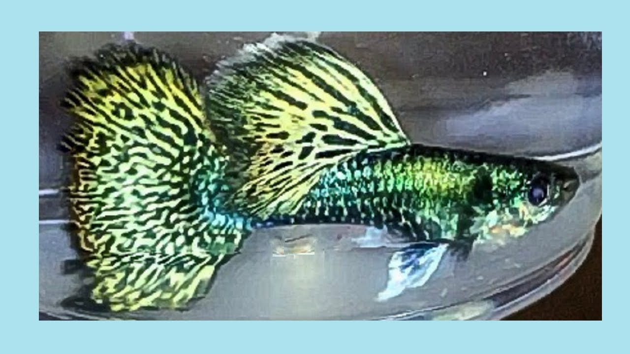 Rare Fancy Guppy Color / New GUPPY line breeding project ...