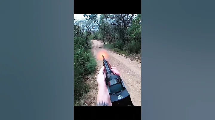 лучший снимок этого дня охота на кабана #hunting #wildlife #sanglier #wildboar #jabali #охота