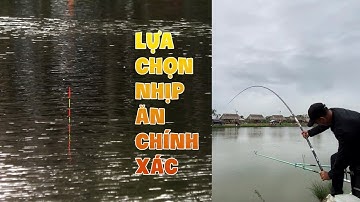 Cách Xả Mồi Và Phân Biệt Nhịp Ăn Cá Trắm Đen Cho Người Mới