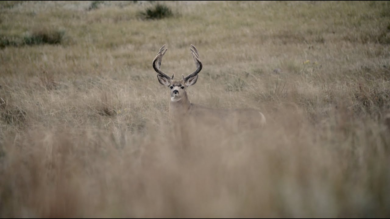 Nebraska Mule Deer Madness Web Promo Deer Meadows Outfitters YouTube