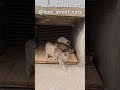Helping hungry cats through simple bowls of food 🏠💕🥣🐾