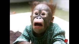 top 10 monkey facts
