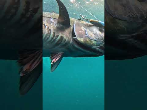 Majestic Bluefin Tuna on the Buffalo Horn Diving Popper in Gibraltar! #fishing #luremaking #tuna