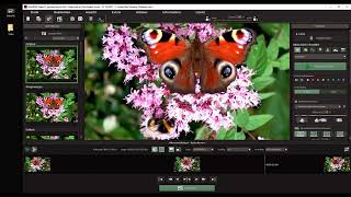 Video-Interface der Accelerated Vision Software