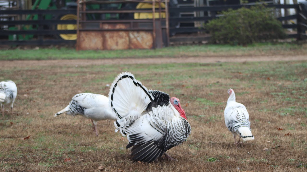 The Homestead Highway Project - vlog 1 - Barnesville Georgia 