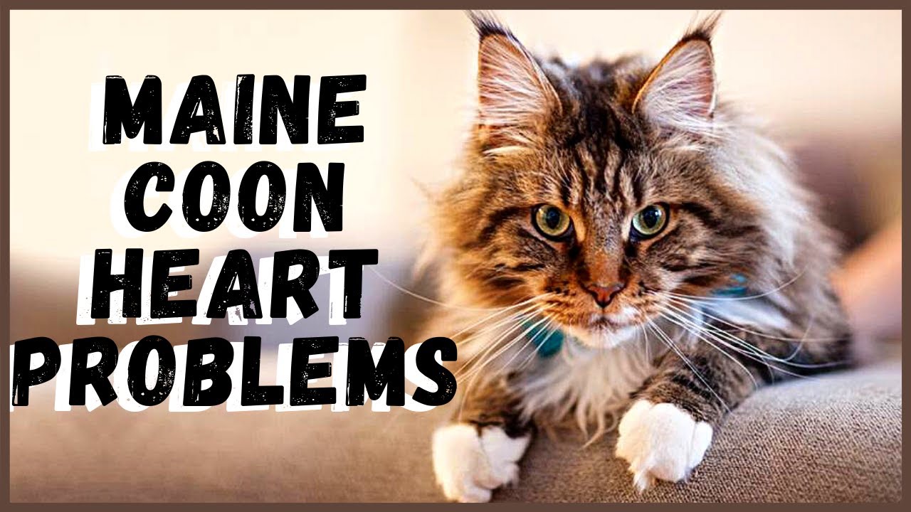 Maine Coon Heart Problems YouTube