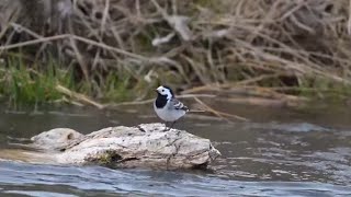 الطيور وإيقاعات الهجهوج وأحيدوس : Beautiful Birds & Moroccan Symphony: Guembri and Ahidous Trance