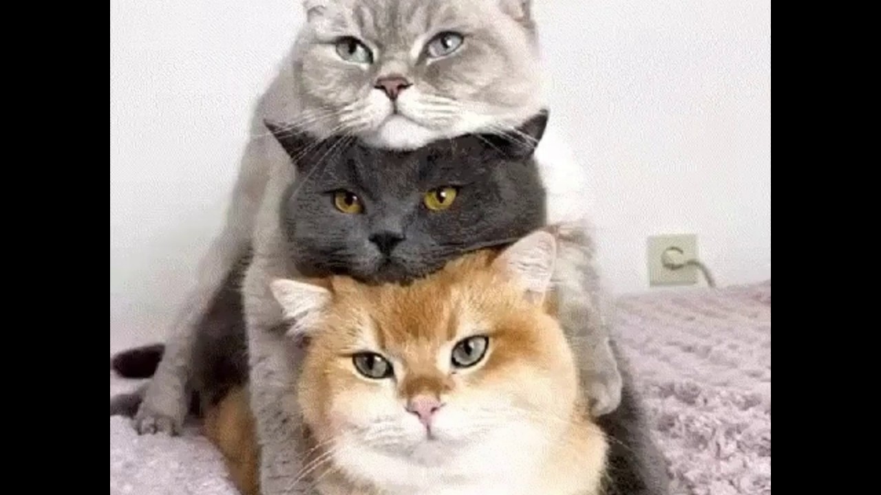 Cute and Funny Cat - cute and funny cat videos to keep you smiling! 🐱
