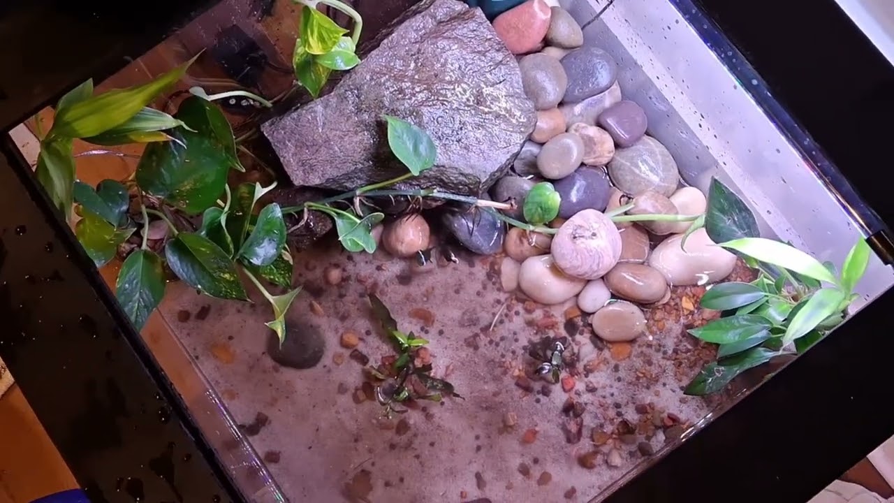 The Baby Turtle Aquarium 
