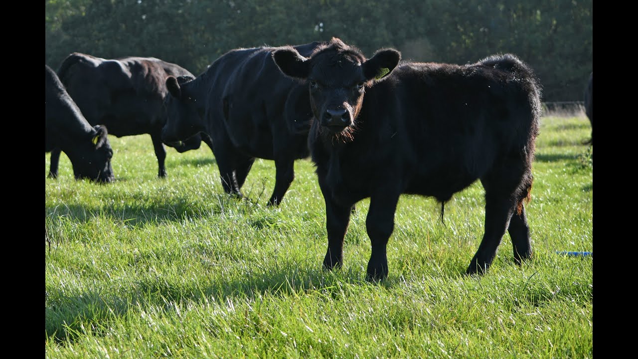 Why choose our 100% grass fed beef - Nature Way Farm