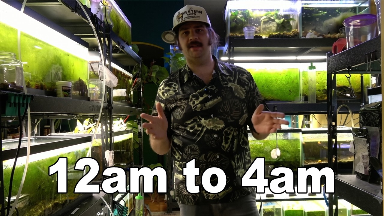 Packing live orders from my midnight fishroom