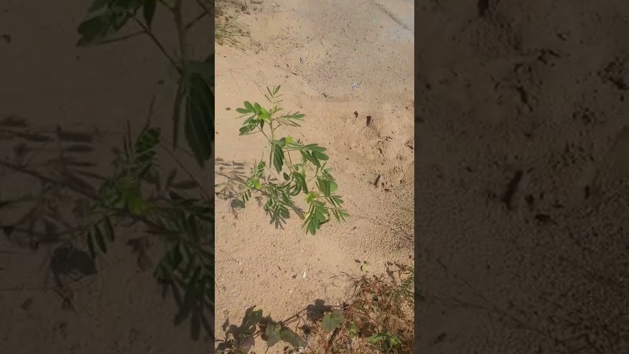 CHAKRAMARD- CAN  BE CULTIVATED IN SANDY SOIL