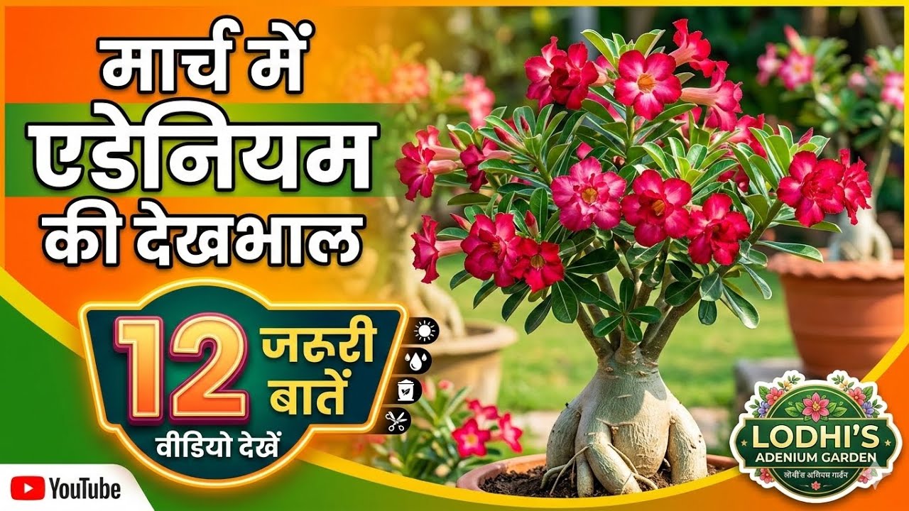 Adenium complete care in march 