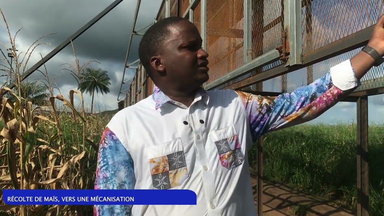 RECOLTE MAÏS SEMI-MÉCANISÉE