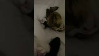 猫がベッドで爆睡しているのが可愛すぎて寝場所が無くなりました… #shorts