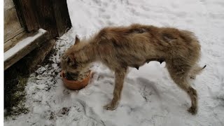 Near A Healing Spring, A Girl Found A Dog And Her Puppies In A Terrible State.