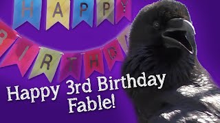 Fable the Raven | Happy Birthday Fable! by Falconry And Me 90,352 views 3 years ago 7 minutes, 1 second